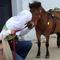 Slepa muslimanka  kupila ponija vodiča za pratnju