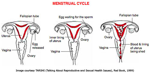 Slika 1. Menstrualni ciklus
Slika zahvaljujući TARSHI (Talking About Reproductive and Sexual Health Issues), Red Book,1999